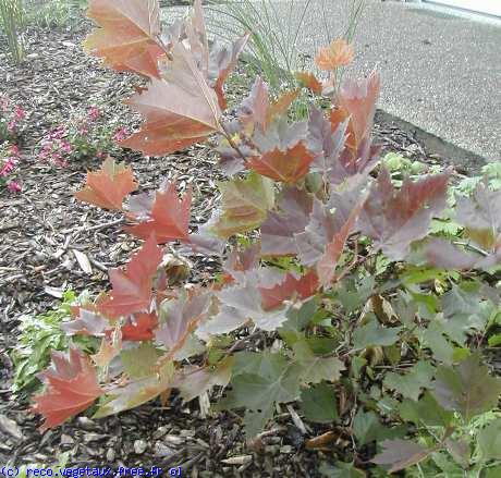 Platanus orientalis 'Mirkovec'