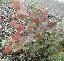 Platanus orientalis 'Mirkovec'