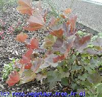 Platanus orientalis 'Mirkovec'