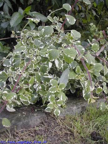 Plectranthus coleoides 