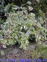 Plectranthus coleoides 