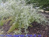 Rubus cockburnianus 