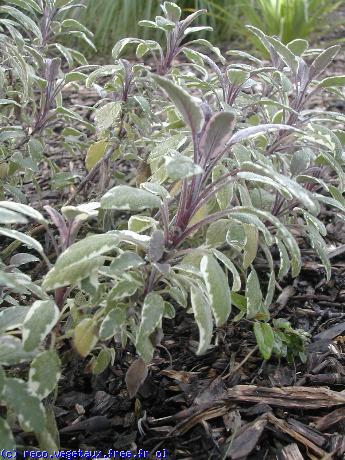 Salvia officinalis 'Ricoor'