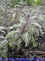 Salvia officinalis 'Ricoor'