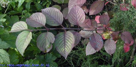 Viburnum plicatum 'Pink beauty'