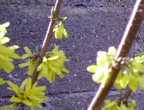 Forsythia x intermedia 'Spectabilis'