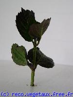 Hydrangea macrophylla 'Merveille sanguineum'