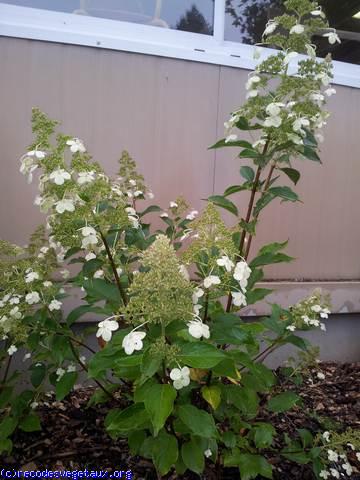 Hydrangea paniculata 'Kyushu'