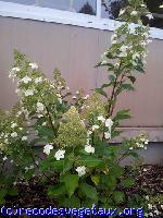 Hydrangea paniculata 'Kyushu'