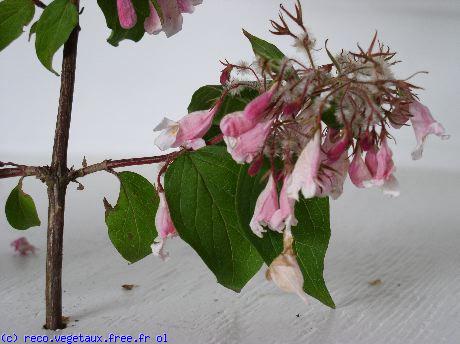 Kolkwitzia amabilis 'Pink cloud'