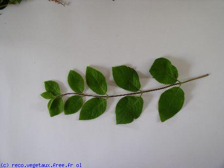 Lonicera halleana 