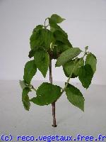 Philadelphus virginalis 