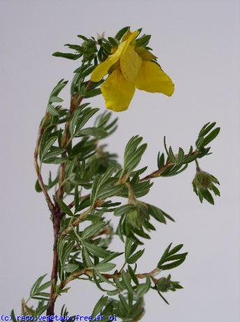 Potentilla fruticosa 'Jackmans variety'