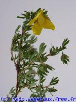 Potentilla fruticosa 'Jackmans variety'