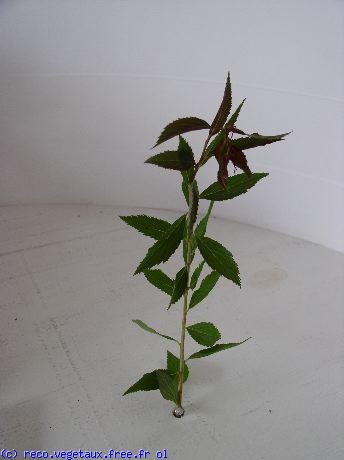 Spiraea japonica 'Anthony waterer'