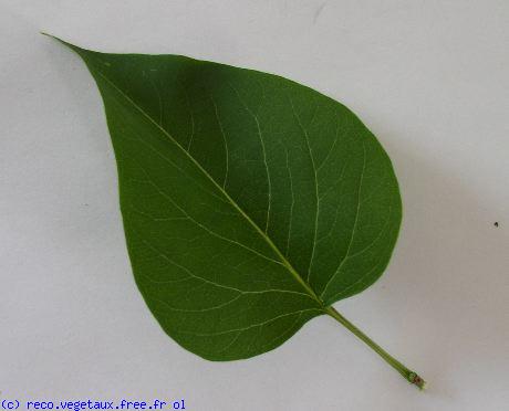 Syringa vulgaris 'Madame lemoine'