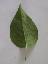 Syringa vulgaris 'Madame lemoine'