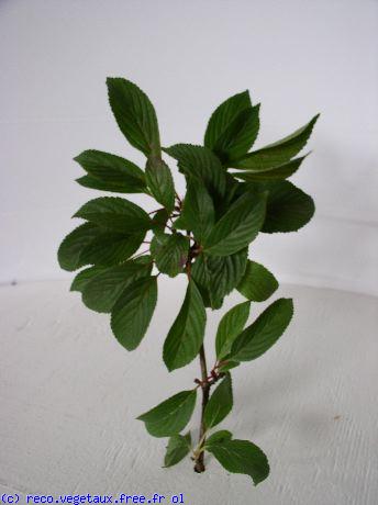 Viburnum x bodnantense 'Dawn'