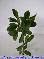 Viburnum x bodnantense 'Dawn'