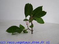 Viburnum fragans 