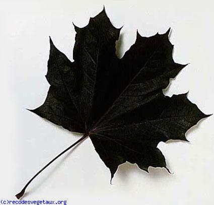 Acer platanoides 'Crimson king'