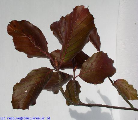 Fagus sylvatica 'Riversii'