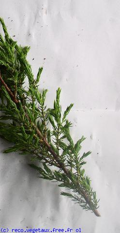 Juniperus communis 'Hibernica'