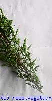 Juniperus communis 'Hibernica'