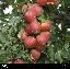 Malus domestica 