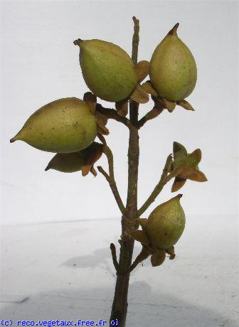 Paulownia tomentosa 