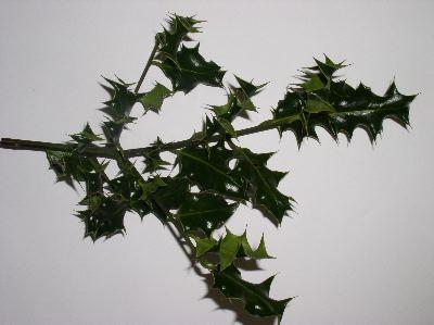 Ilex aquifolium 