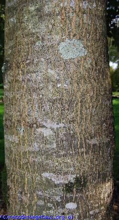 Tilia platyphyllos 