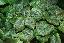 Tilia platyphyllos 