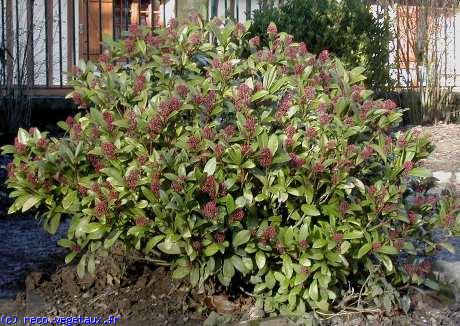 Skimmia japonica 
