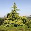 Cedrus deodara 'Aurea'