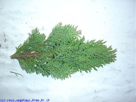 Chamaecyparis lawsoniana 'Alumii'