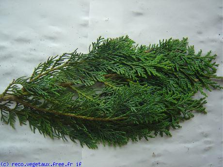 Chamaecyparis lawsoniana 'Columnaris glauca'