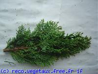 Chamaecyparis lawsoniana 'Ellwoodii'