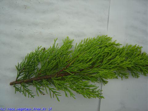 Cupressus macrocarpa 'Fastigiata aurea'