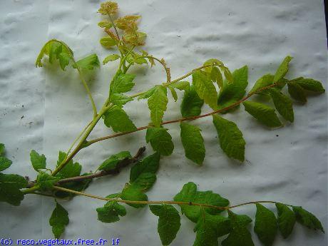 Koelreuteria paniculata 