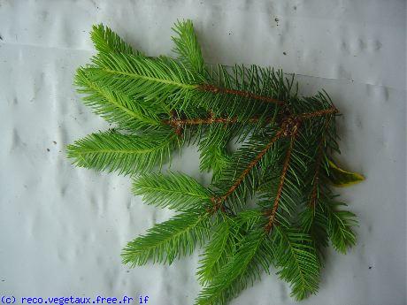 Picea abies 'Nidiformis'