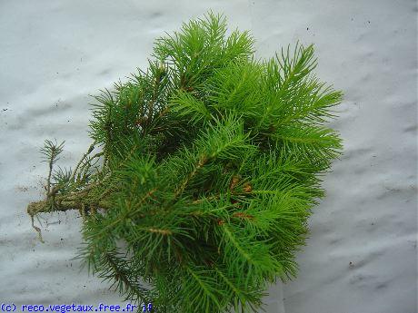 Picea albertina 'Conica'