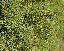 Picea albertina 'Conica'