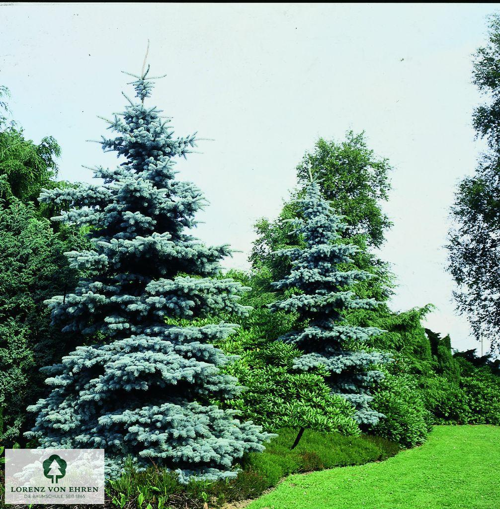 Picea pungens 'Kosterrana'