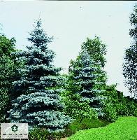 Picea pungens 'Kosterrana'