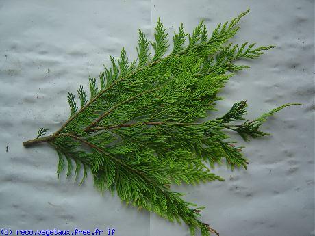 Chamaecyparis lawsoniana 'Ere viridis'