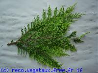 Chamaecyparis lawsoniana 'Ere viridis'