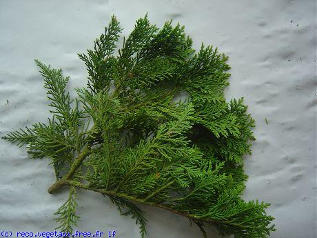 Chamaecyparis obtusa 