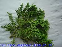 Chamaecyparis obtusa 