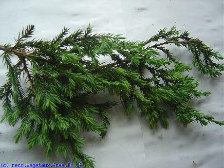 Juniperus communis 